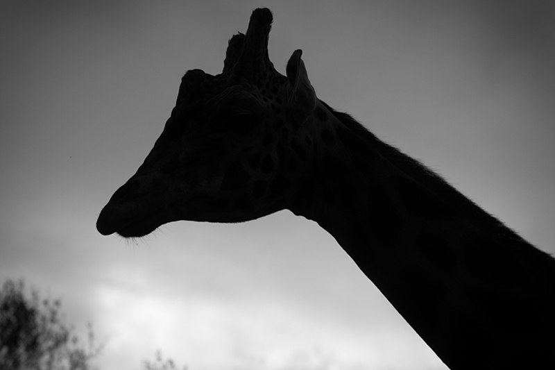 chester3.jpg